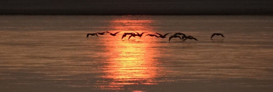 Fin de journée ornitho-sunset!