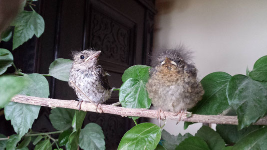 Fliegenschnäpper und Rotkehlchen mit ehemals gebrochenen Beinchen