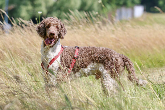 Alf 68 cm
