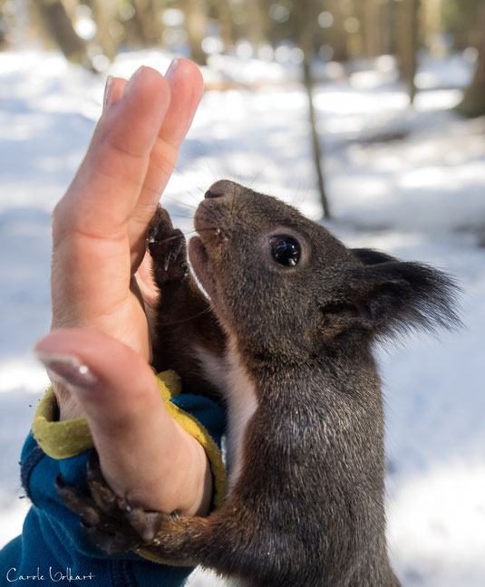 Eichhörnchen High Five :-)