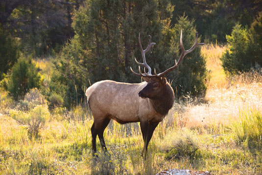 Bull Elk