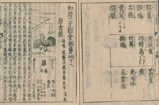 倭漢三才図会 - 高知のにわとり 倭漢三才図会 - 高知のにわとり