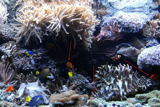C.luriculus