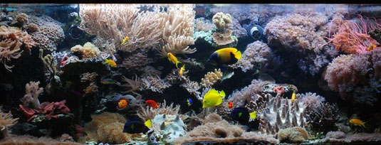 Meerwasseraquarium eines Zwergbuntbarschzüchters DATZ 10/2011