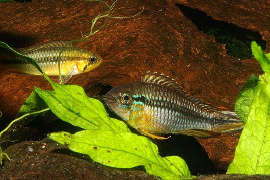 Apistogramma agassizii "Manacapuru" Paar