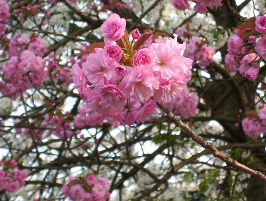 Frühlingsbaum