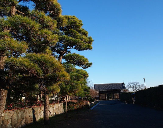 12月31日（2014）　松の木と山門：東郷寺（府中市）にて12月27日に撮影