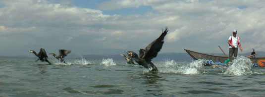 Pêcheurs aux cormorans sur le lac Erhai