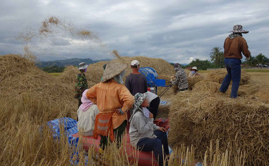 Scène de moisson au Laos