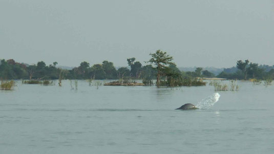 Dauphins de l'Irrawady