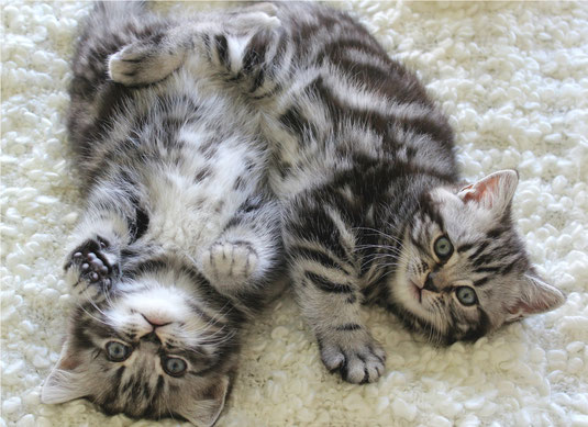 Gästebuch Bkh Kitten Nrwde