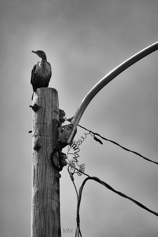 Jugendlicher Kormoran auf der Suche noch einer Wireless Connection. 