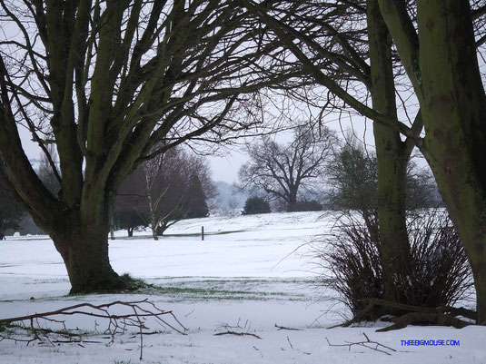 Snow Trees