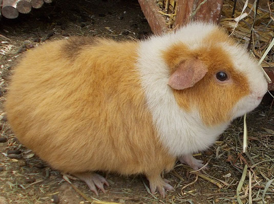 Meerschweinchen von den Altstrelitzer-Schnuten - andreas-hobbyzuchts