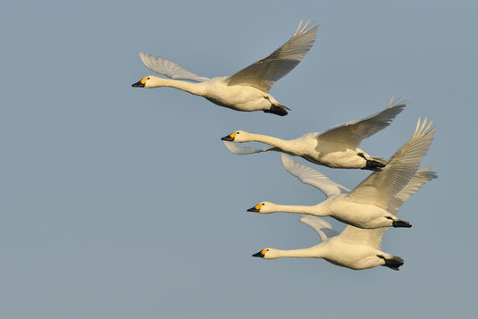 Foto: Erhard Nerger