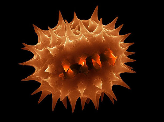 Schmuckkörbchen-Pollen