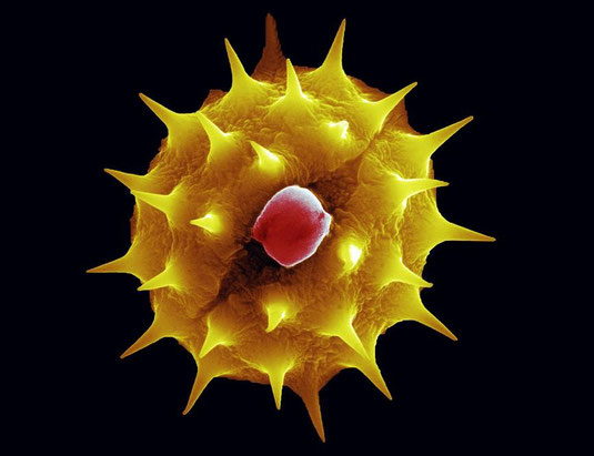 Sonnenblume-Pollen