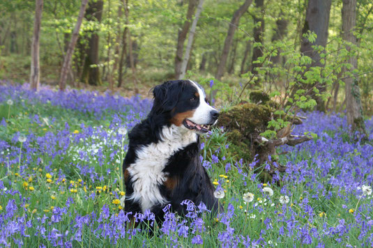 das ist ein Berner Sennen Hund