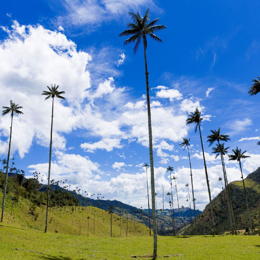 Wachspalmen im Valle de Cocora oder Cocora-Tal auf grüner Wiese und blauem Himmel mit Kumulus-Wolken