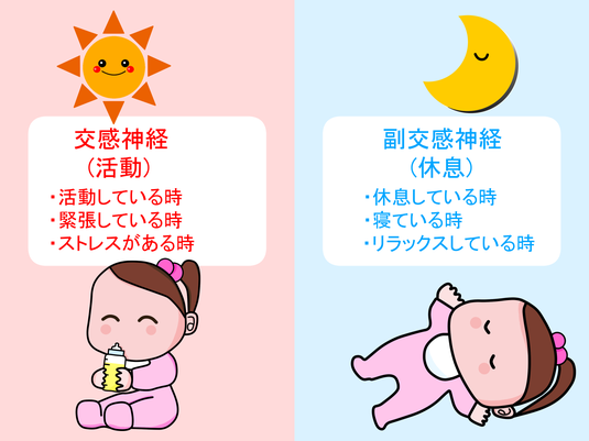 自律神経 交感神経 副交感神経