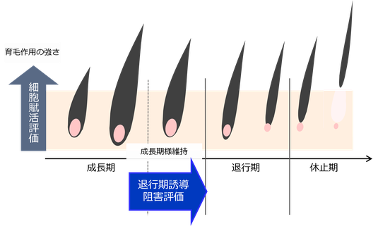 育毛作用の“強度”の観点を細胞賦活評価で確認し、育毛成分が作用するための“土台”をどれだけ多く確保できるかという観点を退行期誘導阻害評価で確認しています。