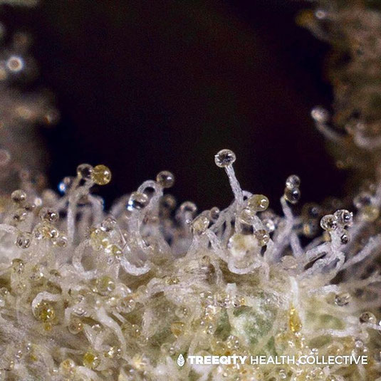 Makroaufnahme von Trichomen die auf einem Cannabisblatt sind. Der Hintergrund ist schwarz