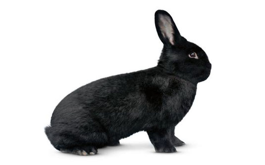 Schwarze Wiener Schwarze Wiener