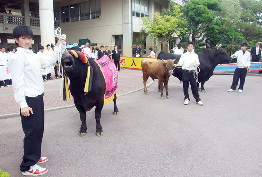 八重山農林高校に闘牛3頭が入学=9日午後、同校