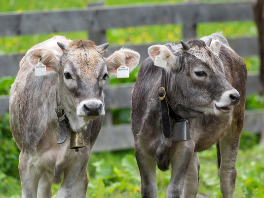 Junge Rinder auf der Weide, bäuerliche Landwirtschaft wie aus dem Bilderbuch?? Foto: O. Wittig