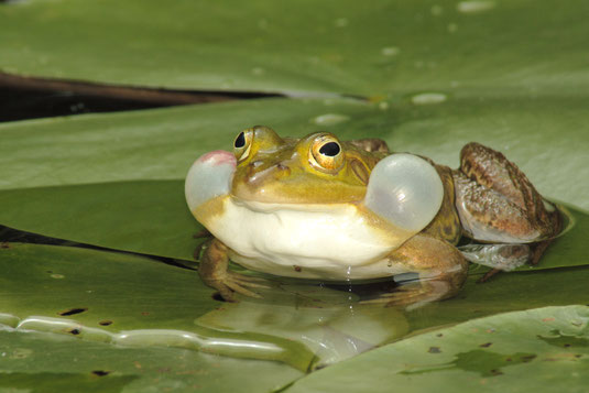 Frosch auf einem Seerosenblatt