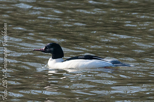 Gänsesäger ♂ (Foto: Th. Bergmann)