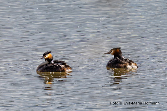 „Wassertaxi der Haubentaucher“ - Foto © Eva-Maria Hofmann