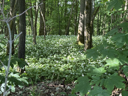 Bärlauch im Wald © Kathrin Hämmerle