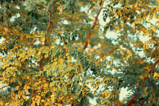 Kratombooster Wunderbaum Moringa Oleifera