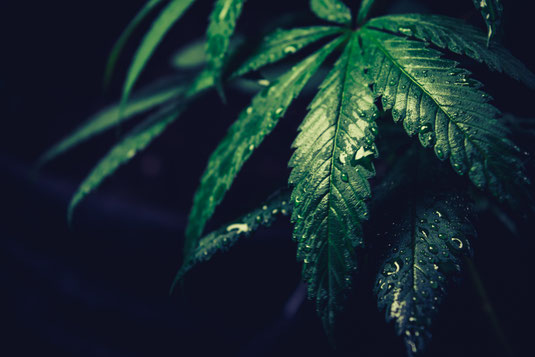 Cannabis bei RLS