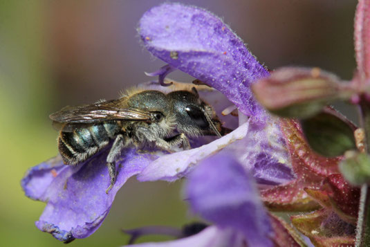 Eine stahlblaue Mauerbiene.  Foto: LBV-Bildarchiv/Mathias Lohr 