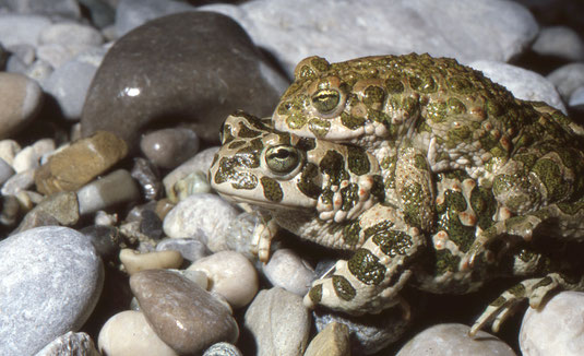 Wechselkröten-Pärchen in der Landkreisdeponie, Foto: E. Andrä