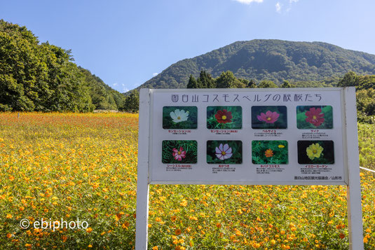 面白山コスモスベルグ