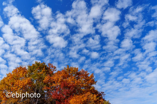 高積雲（ひつじ雲）と紅葉
