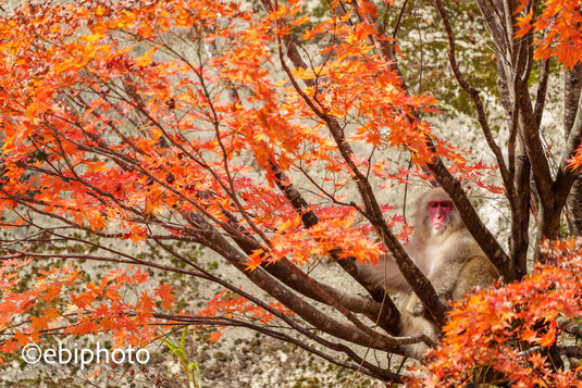 紅葉狩り