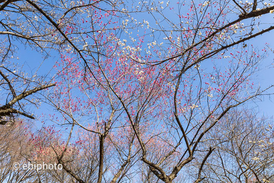 長命館公園