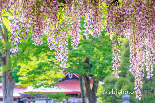 金蛇水神社