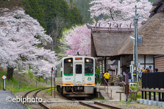 湯野上温泉駅の桜