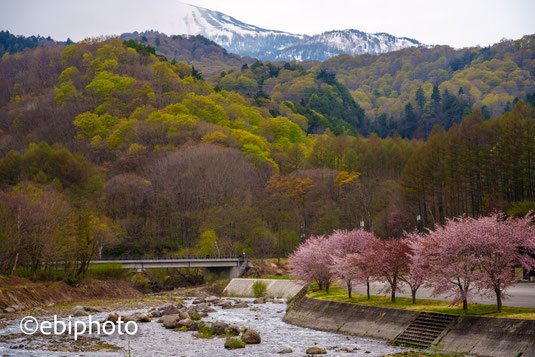 檜枝岐村の桜