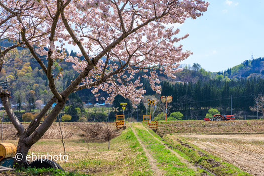 只見線と桜