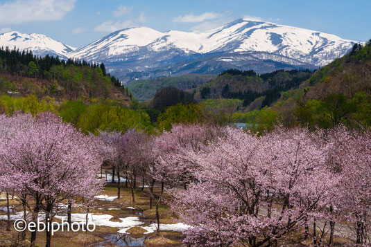 大井沢の桜と残雪