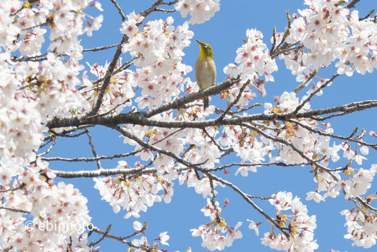 桜とメジロ