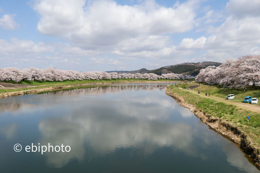 白石川堤一目千本桜