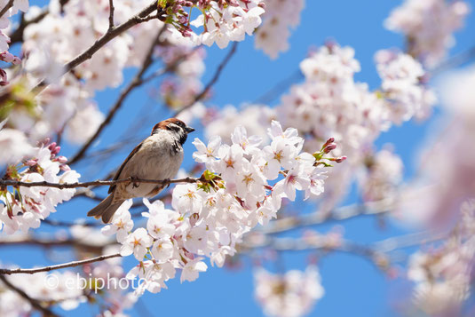 桜