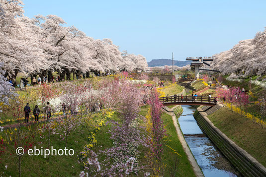 白石川千桜公園